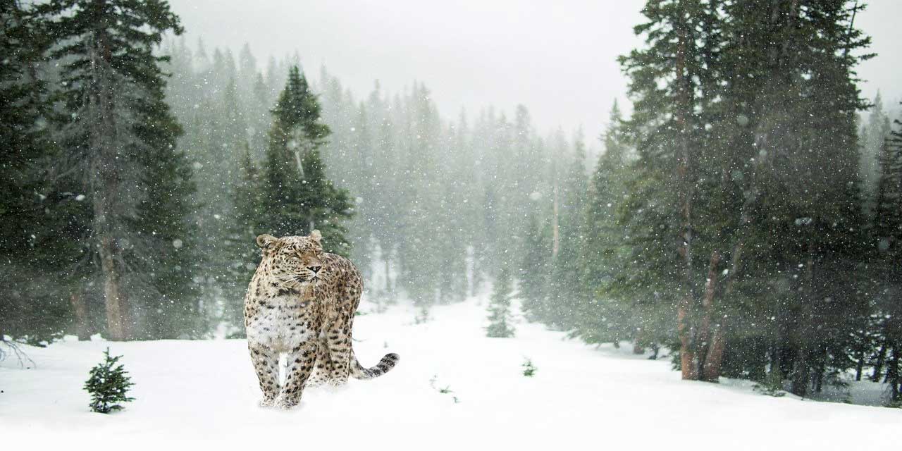 Kar Leoparı bir seferde kaç metre ileri zıplamaktadır