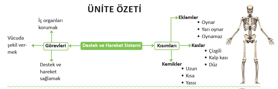 destek-ve-hareket-sistemi.jpg