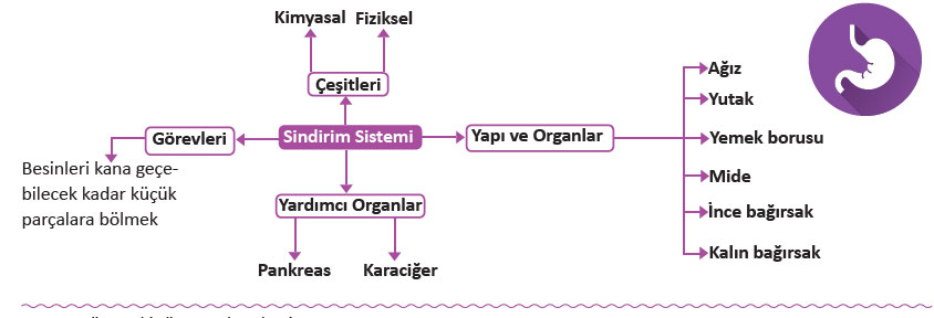 sindirim-sistemi.jpg