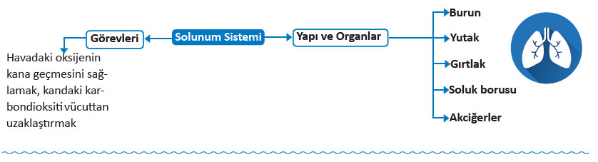 solunum-sistemi.jpg