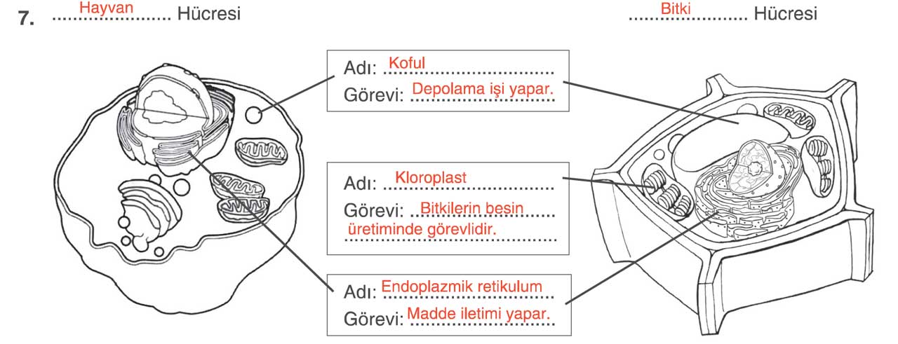 7-sinif-yildirim-fen-sayfa-47-4-soru.jpg