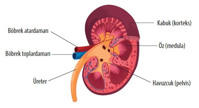 bobregin-kisimlari-neler.jpg