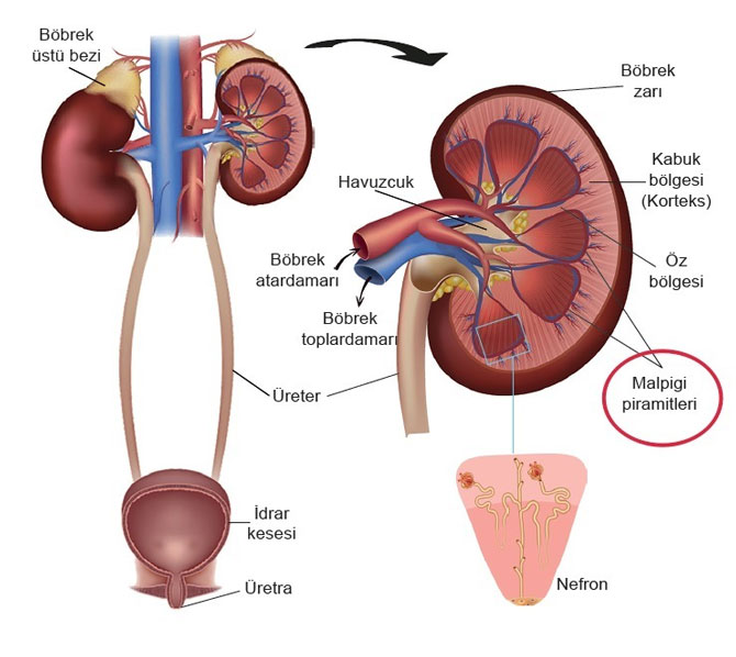 bobregin-pramitleri.jpg